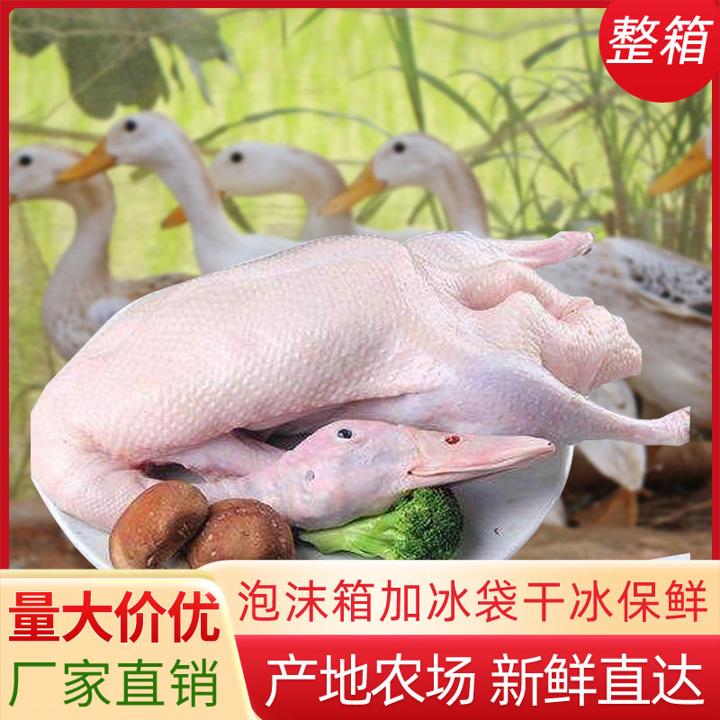 新鲜樱桃谷鸭肉整箱白条鸭冷冻整鸭生鲜食材原料农村散养土鸭批发