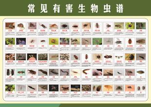 生活百科害虫昆虫展示虫子叶子动物图片作物常见病虫害图谱墙贴纸
