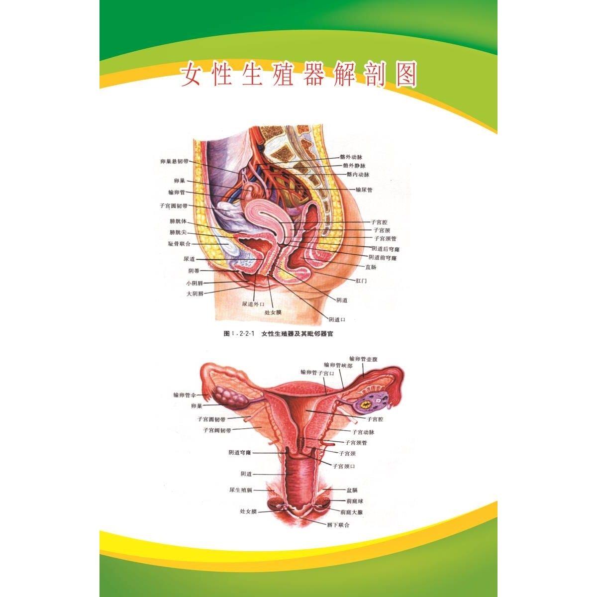 女性生殖器解剖图 展板 人体骨骼解剖图 装饰画 肛肠解剖图 海报