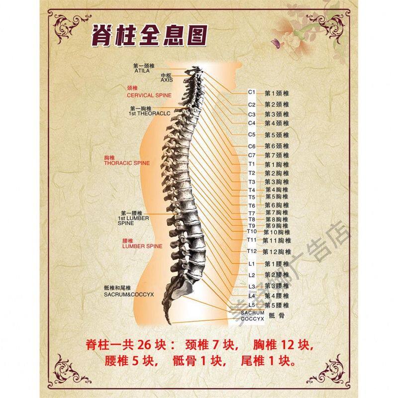 脊柱脊椎全息图海报挂图示意图解参照对照图片墙贴画中医文化展板