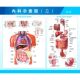 人体肌肉解剖图挂图人体内脏结构图全身分布器官图人体骨骼图海报