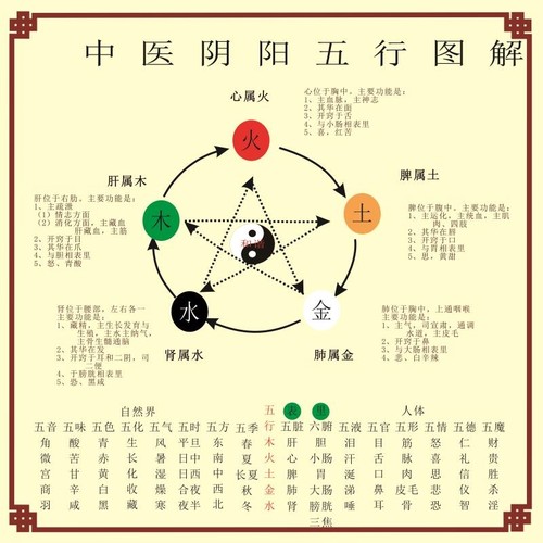 中医养生五行子午流注挂图 金木水火土五行图五脏六腑墙贴海报