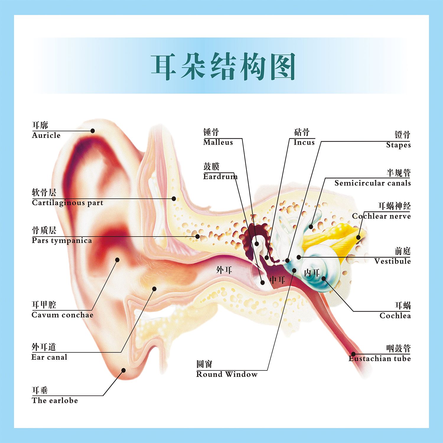耳朵结构图宣传海报耳部解剖图示意图助听器种类挂图装饰画
