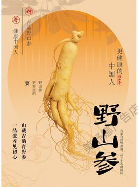 野山参广告海报贴纸人参中药材的营养价值装饰画滋补品药店墙挂图