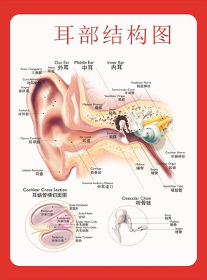 双耳解剖图耳朵的构造图耳部结构图听力损失分级中英文医学挂图