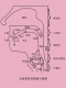 发音器官纵面示意图海报展板耳鼻喉解剖示意图鼻腔鼻侧壁挂图
