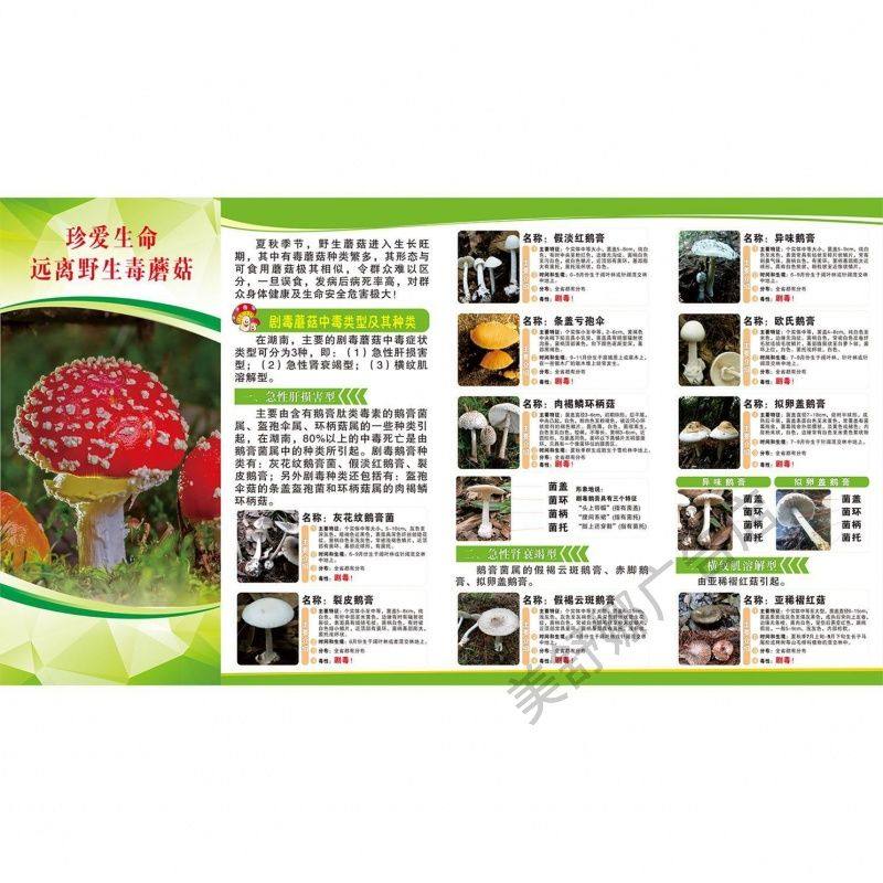 常见野生毒菌毒蘑菇介绍不可食用宣传图片海报印制墙贴纸装饰画,个性定制/设计服务/DIY,写真/海报印制,淘宝优惠券,粉丝福利购,淘宝优惠卷