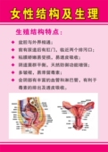 女性结构及生理海报女性生殖器解剖图装 饰画墙贴墙纸挂图