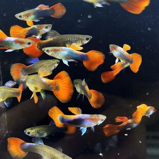 精品红头玻璃猫孔雀鱼透明小型热带观赏鱼凤尾易繁殖红色凤尾鱼苗
