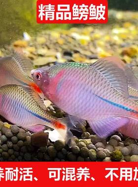 好养七彩高体鳑鲏冷水鱼不打氧清藻鱼苗发色红边鳑鲏包活观赏鱼小
