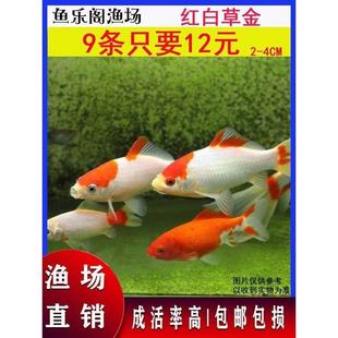 观赏鱼冷水淡水红白草金小锦鲤锦鲫耐易养活龙鱼闯缸鱼活饲料金a6