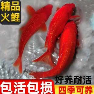 纯种闪麟火鲤锦鲤观赏鱼活鱼自来水好养耐活小鱼淡水鱼苗冷水金a5
