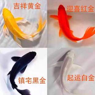 黑金锦鲤鱼活体包活到家 黑金黄金锦鲤冷水观赏鱼鹦鹉白金a1 龙凤