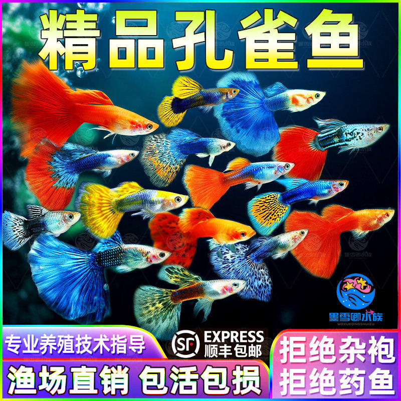 小型凤尾孕母鱼苗小鱼孔雀鱼观赏鱼金鱼热带热带鱼淡水好养耐活