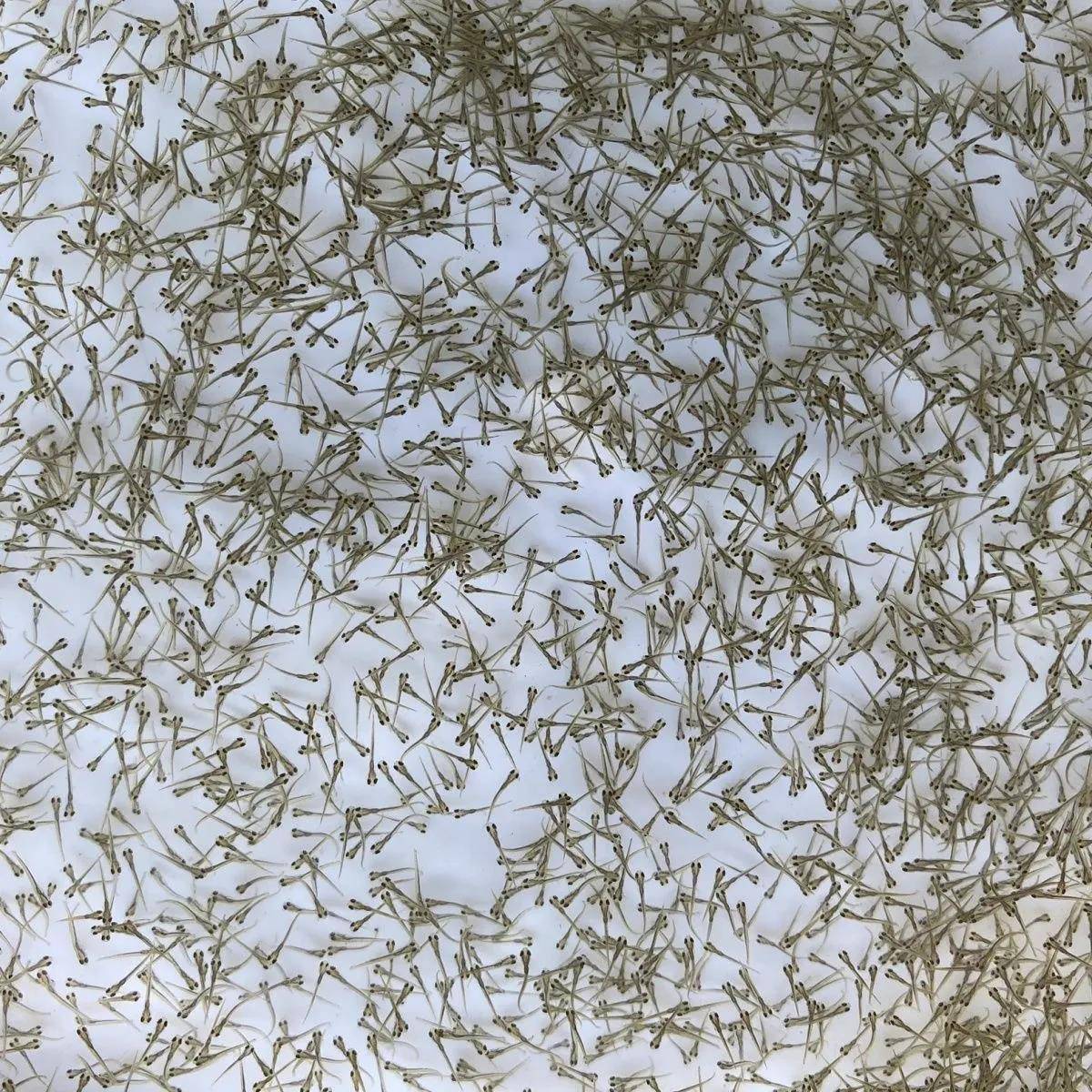 俄罗斯金丝草鱼苗水花观赏红草金鱼活体冷水乌龟龙鱼活食饲料耐养