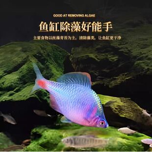 小型好养孕母耐活杂袍孔雀鱼品种淡水鱼苗凤尾热带鱼小鱼金鱼杂袍