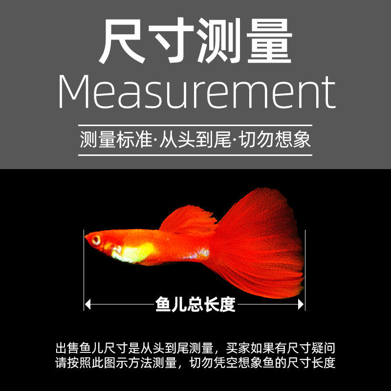 淡水繁殖观赏鱼热带小型凤尾鱼玛丽公母免邮纯种孔雀鱼活体宠物鱼