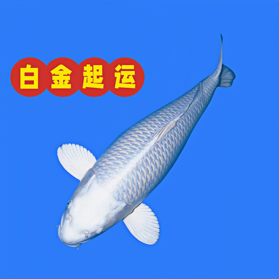 纯种锦鲤活体观赏鱼白金锦鲤白银银色风水观赏鱼高端精品发财招财