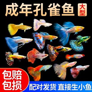 凤尾热带鱼小鱼金鱼杂袍孔雀鱼杂袍品种小型鱼孕母淡水鱼观赏鱼苗