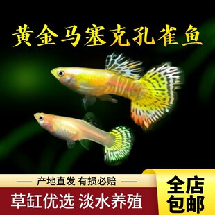 新手热带鱼淡水活鱼其他女孩其他宠物鱼品种小型孔雀鱼斑马鱼