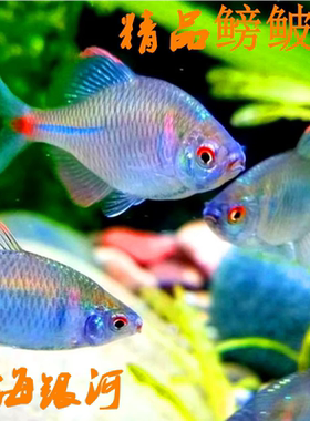 鳑鲏鱼旁皮鱼观赏鱼原生冷水鱼七彩高体活体小型淡水除丝藻鳑鲏鱼