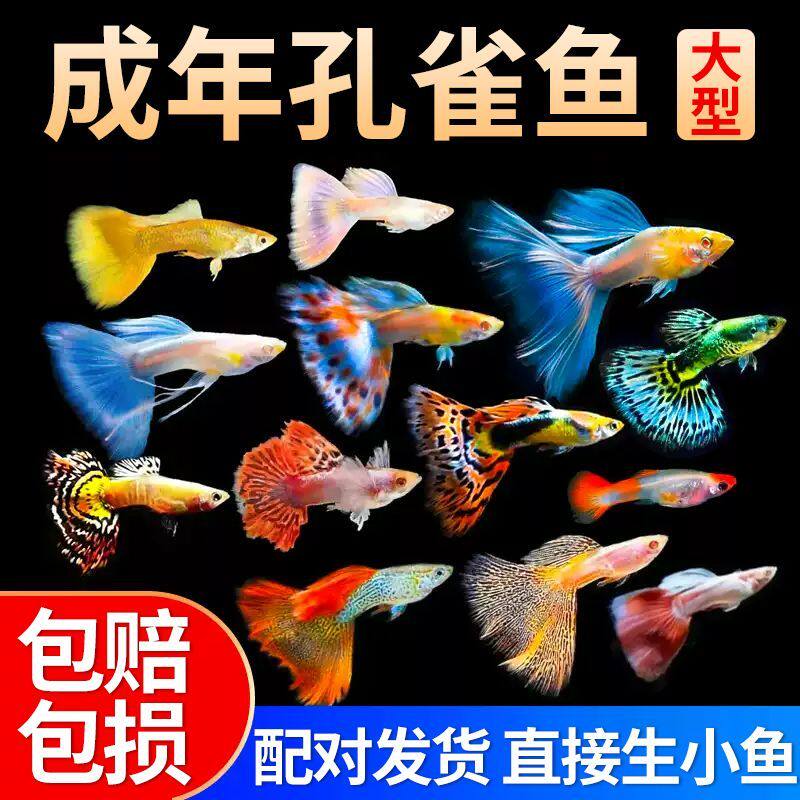 球鱼胎生直接小鱼热带新手小型观赏鱼玛丽孔雀鱼皮球热带鱼繁殖
