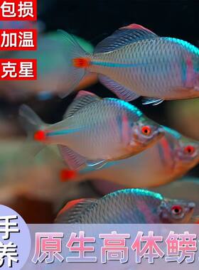 原生溪流冷水高体鳑鲏吃藻群游活体观赏小鱼活体鱼冷水鱼易养小鱼