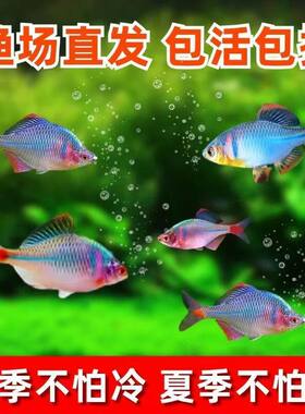 原生广东溪流齐氏鱊冷水小型淡水鱼可混养鳑鲏观赏好养耐活群游鱼