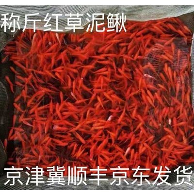 称斤小金鱼观赏鱼冷水耐活活鱼饲料鱼草金鱼泥鳅京东顺丰包邮a7
