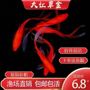 红草金活鱼红鲫鱼锦鲤金鱼小型龙鱼饲料新手好养活淡水冷水观赏a5