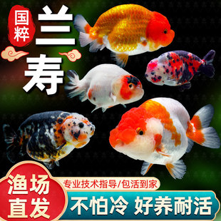 包活精品兰寿金鱼冷水观赏鱼淡水好养耐活国粹泰狮金鱼苗水墨玉a3