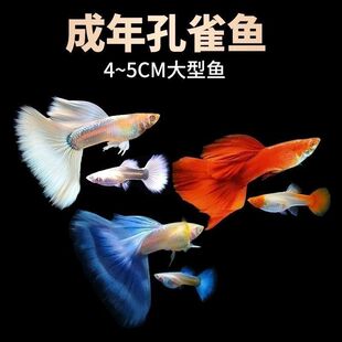 凤尾热带鱼淡水小鱼好养金鱼耐活杂袍孔雀鱼大号品种小型孕母鱼苗