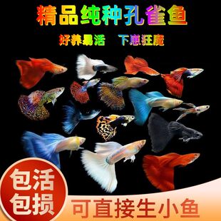 其他女孩其他宠物鱼品种小型孔雀鱼斑马鱼新手热带鱼淡水活鱼
