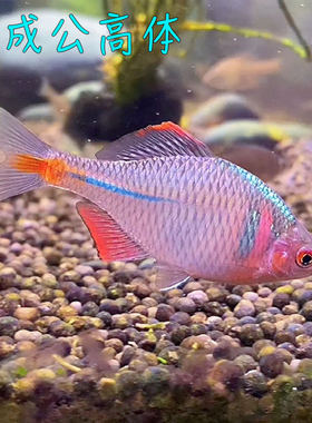 素雅清秀小型冷水鱼皮实好养原生冷水鱼溪流鱼彩鱊彩副鱊鳑鲏鱼