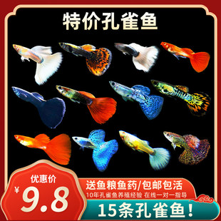 观赏鱼孔雀鱼全红精品小型胎生好养淡水耐活纯种热带鱼凤尾