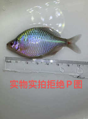 包邮好养淡水观赏鱼变异鳑鲏鱼旁皮紫金紫罗兰透鳞鳑鲏杂交原生鱼