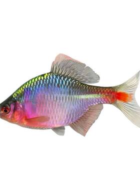 好看鳑鲏鱼中华鱊彩石鱊包活原生冷水观赏鱼旁皮水草缸不加温活体