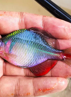 七彩菜板鱼旁皮七彩小型观赏鱼高体鳑鲏观赏鱼原生溪流冷水除藻