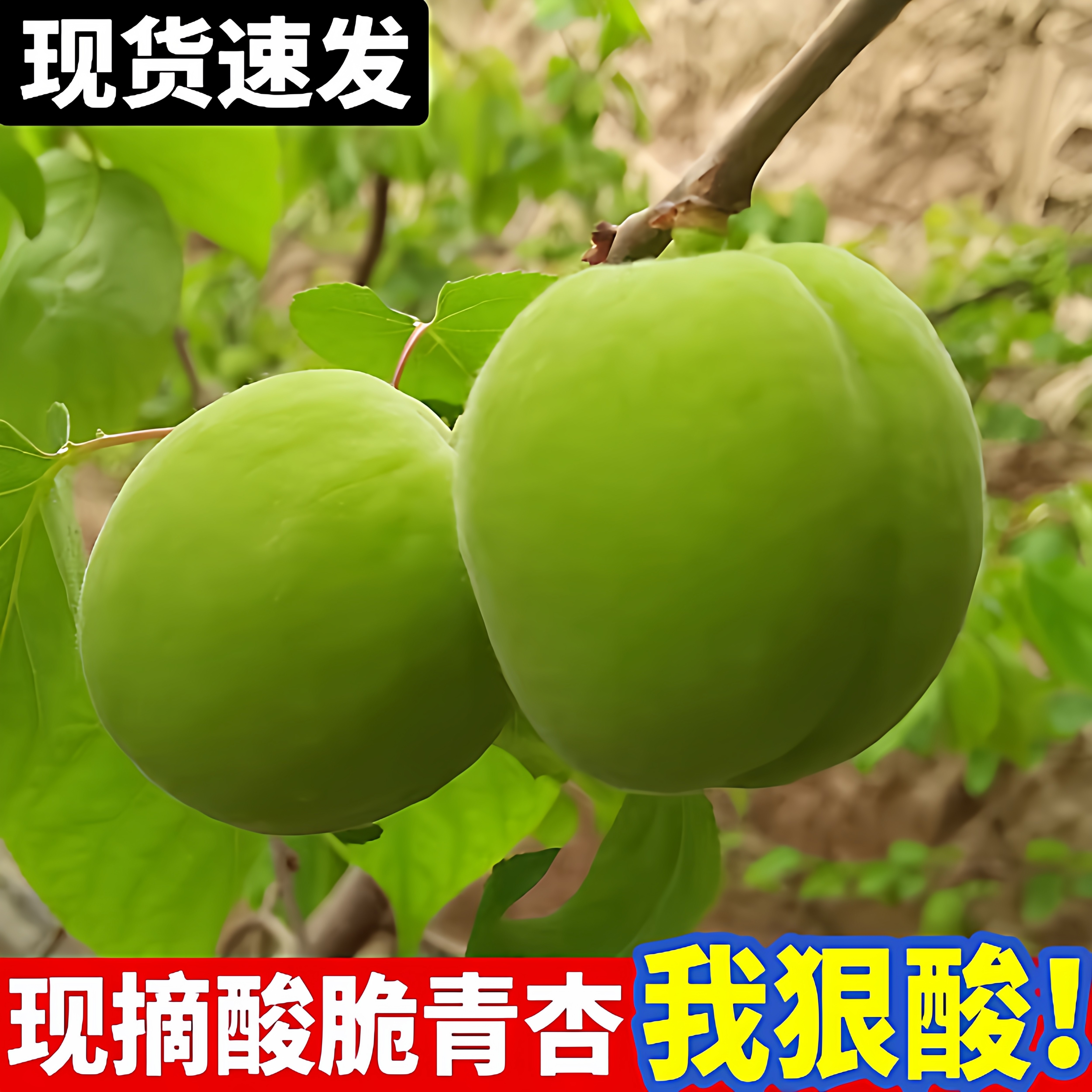 陕西现摘水果新鲜杏子当季软核小青杏酸脆整箱包邮