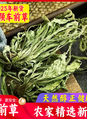 车前草干货野货整颗500g克车前草中药材 泡茶新鲜车前草带穗