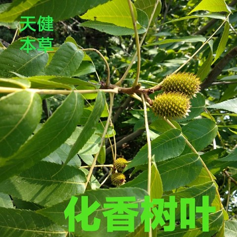 化香树叶中药材化香树果花木香叶山柳叶小化香叶新鲜干货