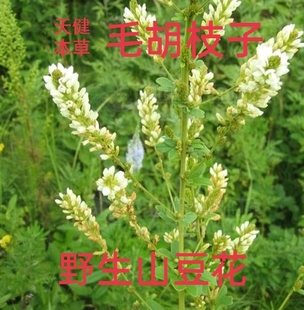 山豆花根中药山豆根毛胡枝子根野花生白胡枝子白萩雪人参公山油麻
