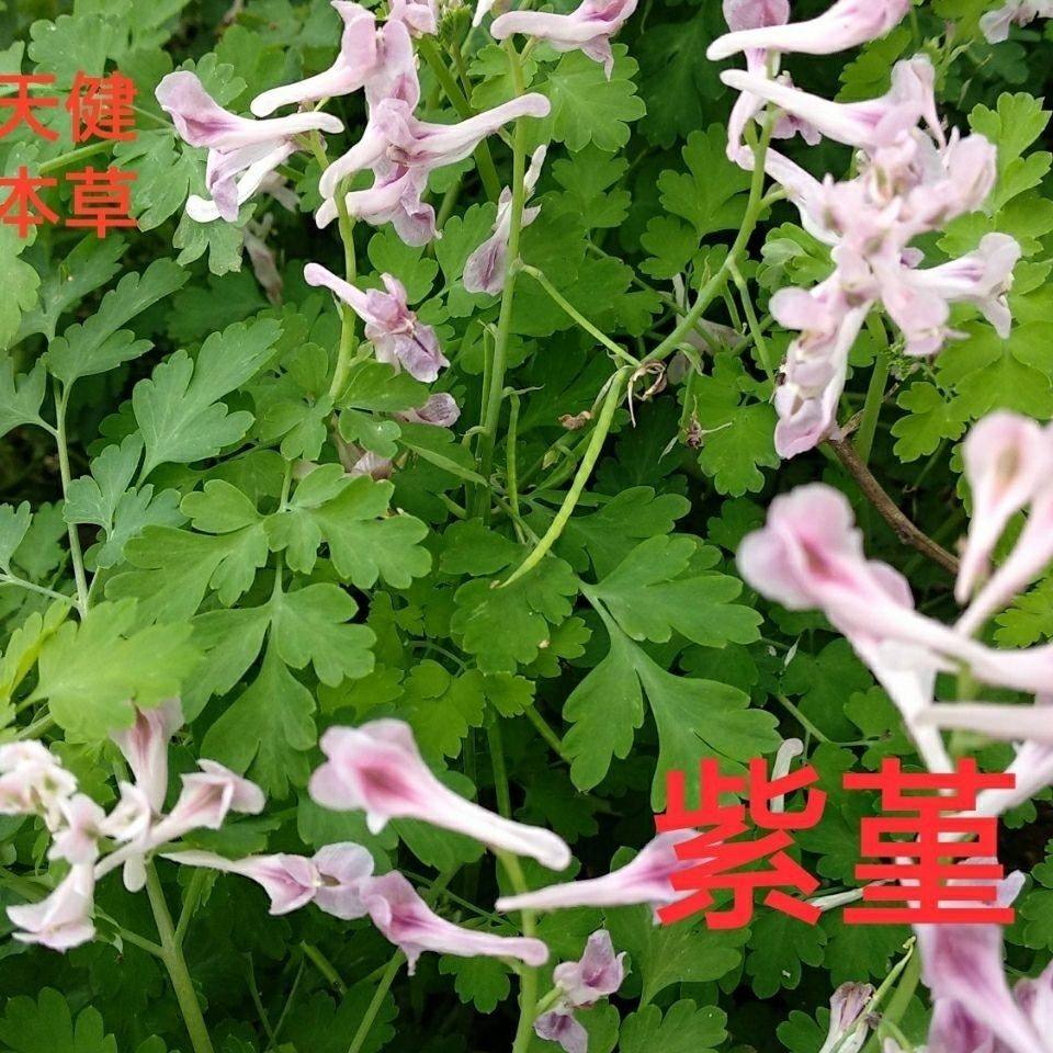 紫堇野花生蝎子花麦黄草闷头花山黄连水黄连野生干货