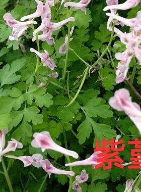 紫堇野花生蝎子花麦黄草闷头花山黄连水黄连野生干货