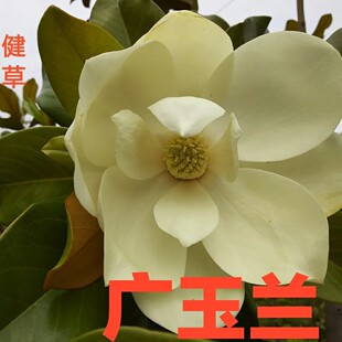 广玉兰中药材荷花玉兰枝叶洋玉兰树皮泽玉兰木莲花新鲜干货