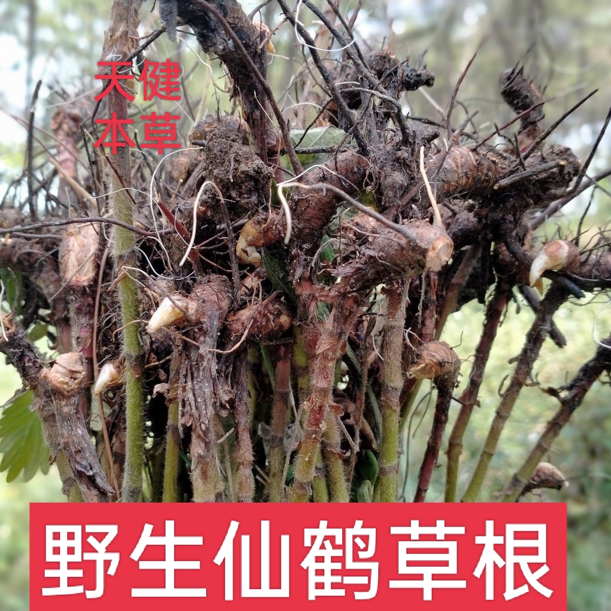 野生仙鹤草根中药材鹤草根芽龙牙草根脱力草泻痢草狼牙草止血草