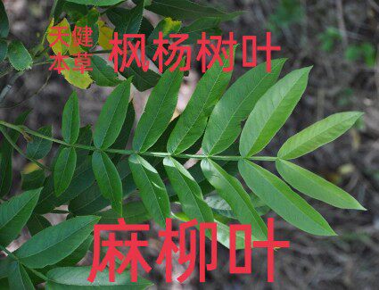 麻柳叶中药枫柳皮枫杨树叶麻柳树叶水麻柳枫柳蜈蚣柳250克包邮