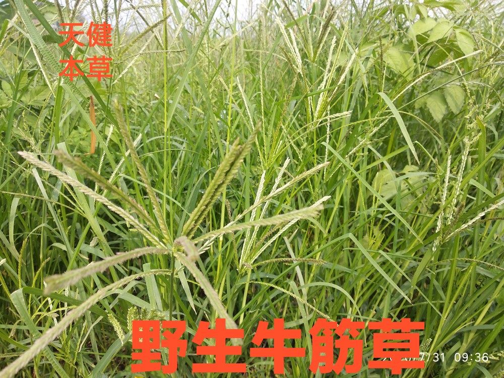 牛筋草中药材千金草千人拔鸭脚草蟋蟀草油葫芦草鹅掌草干货500克