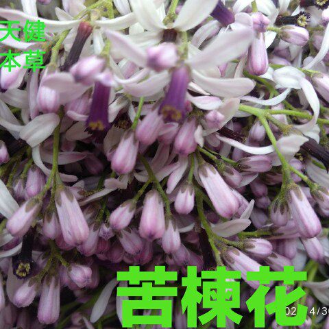 楝花中药材苦楝花楝树花苦楝子苦楝叶新鲜干货100克包邮