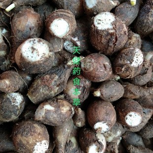 绵枣儿全草中药地枣石枣棉枣河南天蒜地兰药蒜老鸦葱独叶一枝枪